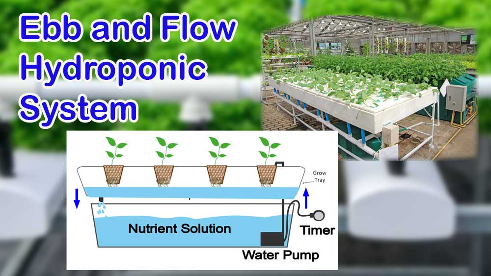 Ebb and Flow Hydroponic System